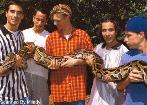 backstreet_boys_ball_python.jpg